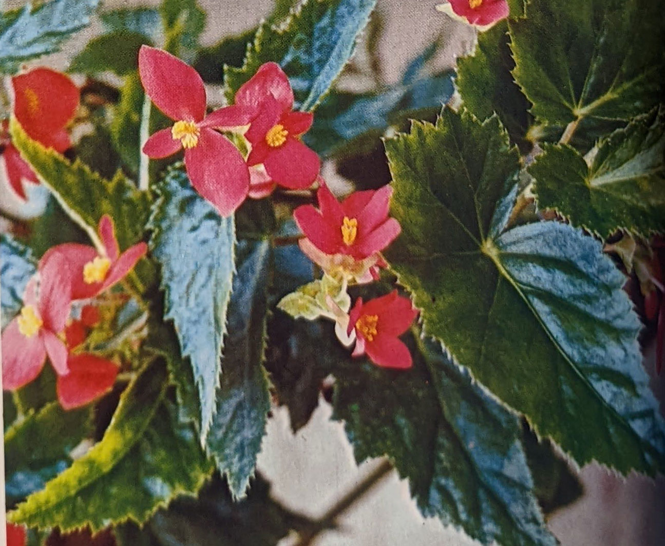 B. ‘Incarnata Mme. Fanny Giron’